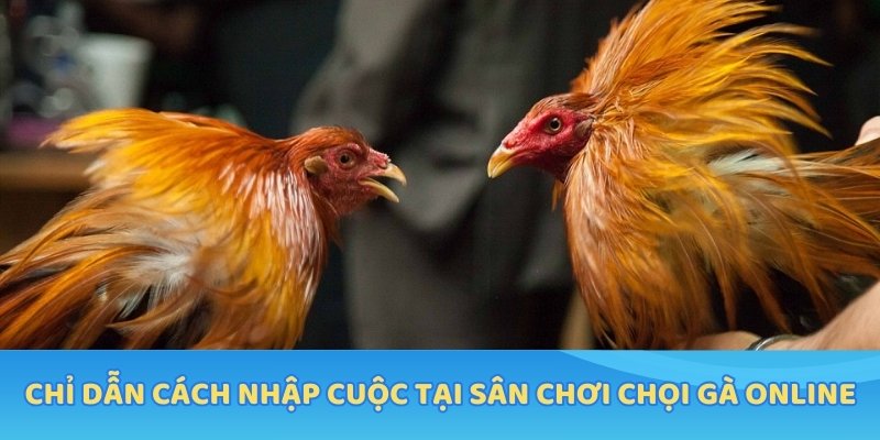 Chỉ dẫn cách nhập cuộc tại sân chơi chọi gà online
