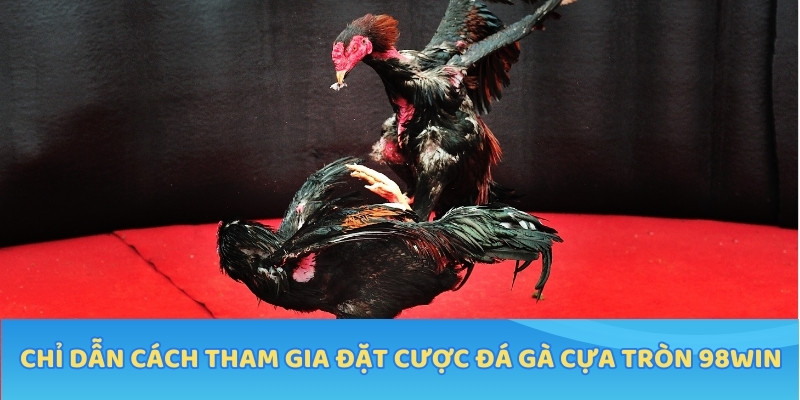 Chỉ dẫn cách tham gia đặt cược đá gà cựa tròn