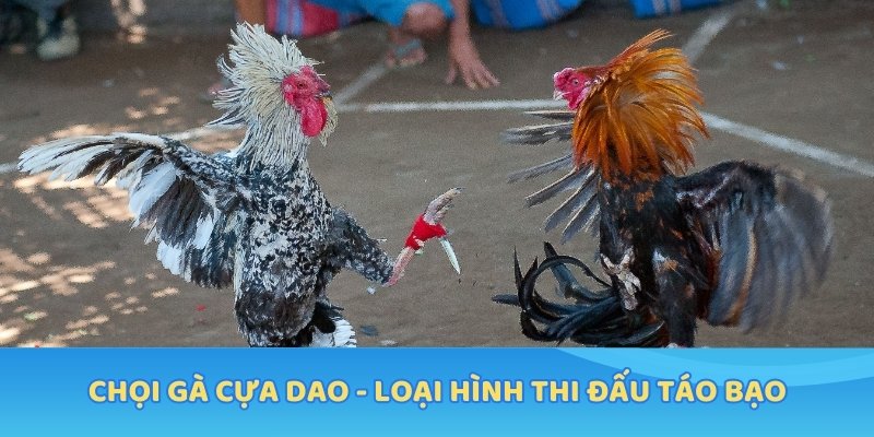 Chọi gà cựa dao - loại hình thi đấu táo bạo