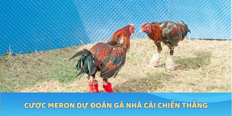 Cược Meron dự đoán gà nhà cái chiến thắng