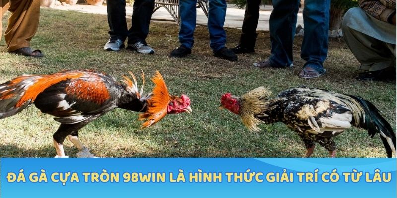 Đá gà cựa tròn là hình thức giải trí có từ lâu