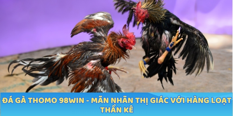 Đá Gà Thomo