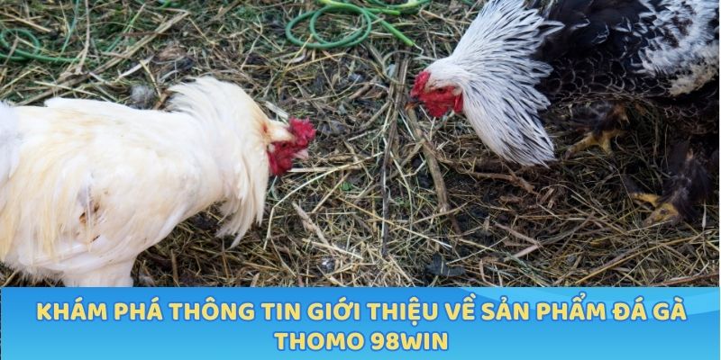 Khám phá thông tin giới thiệu về sản phẩm đá gà thomo