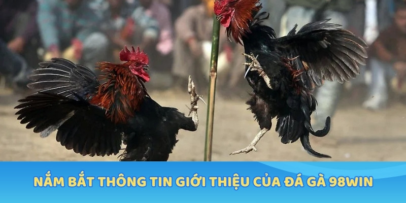 Nắm bắt thông tin giới thiệu của Đá Gà 98WIN