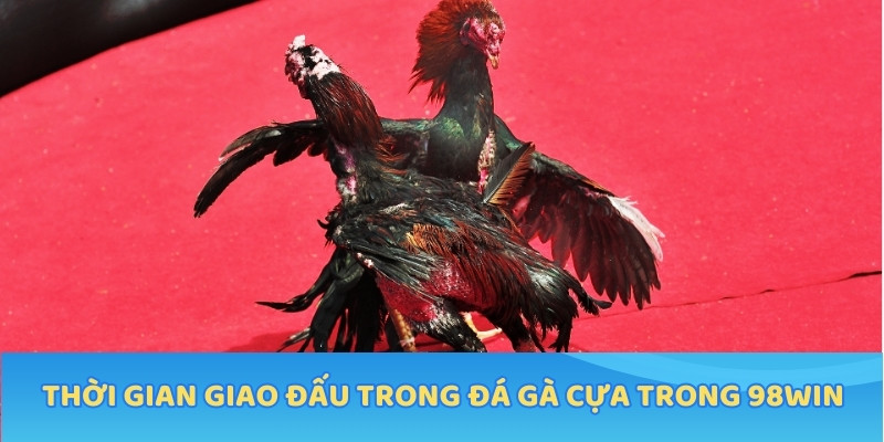 Thời gian giao đấu trong đá gà cựa tròn